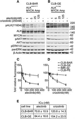 Alectinib, an Anaplastic Lymphoma Kinase Inhibitor, Abolishes ALK Activity and Growth in ALK-Positive Neuroblastoma Cells